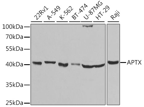 a02968 aptx primary antiboties wb testing 1