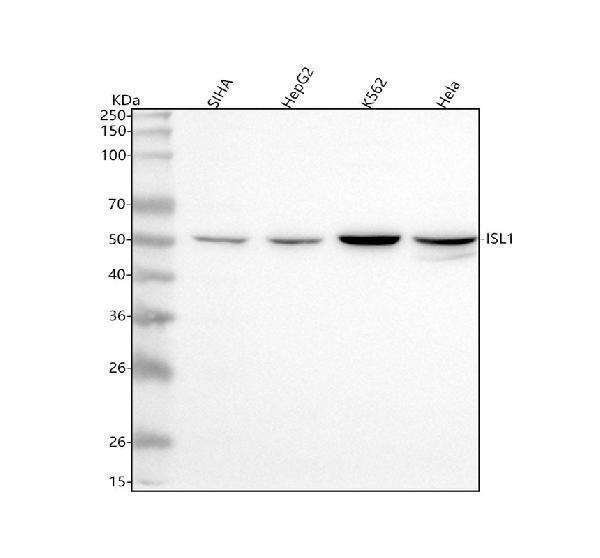  Western blot analysis of Islet 1/ISL1 using anti-Islet 1/ISL1 antibody (A02969-4)