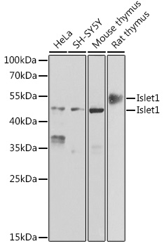 Western blot analysis of extracts of various cell lines, using Islet1 antibody  at 1:500 dilution