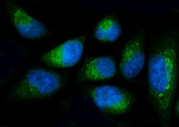  IF analysis of Fibulin 1/FBLN1 using anti-Fibulin 1/FBLN1 antibody (A02970-1)