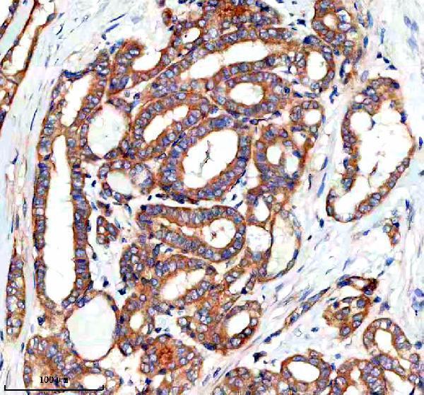a02971 1 pygm primary antibodies ihc testing 5