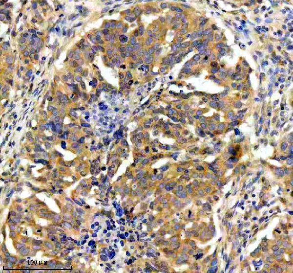 a02971 1 pygm primary antibodies ihc testing 7