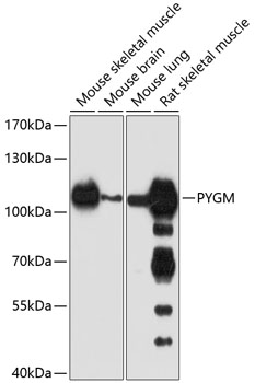 a02971 pygm primary antiboties wb testing 1