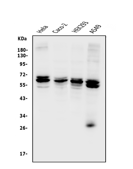 a02973 2 cdr2 primary antibodies wb testing 1_1