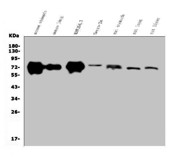 a02975 2 golm1 primary antibodies wb testing 1