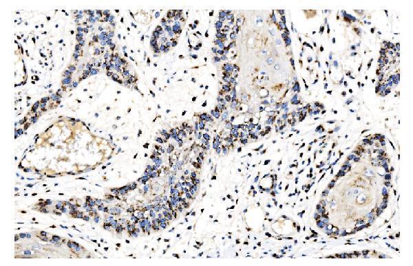 a02975 3 golm1 primary antibodies ihc testing 4