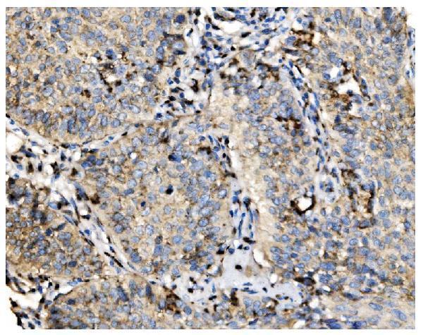 a02975 3 golm1 primary antibodies ihc testing 5