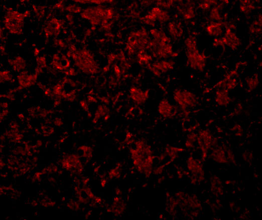 a02975 golm1 primary antibodies if testing 3