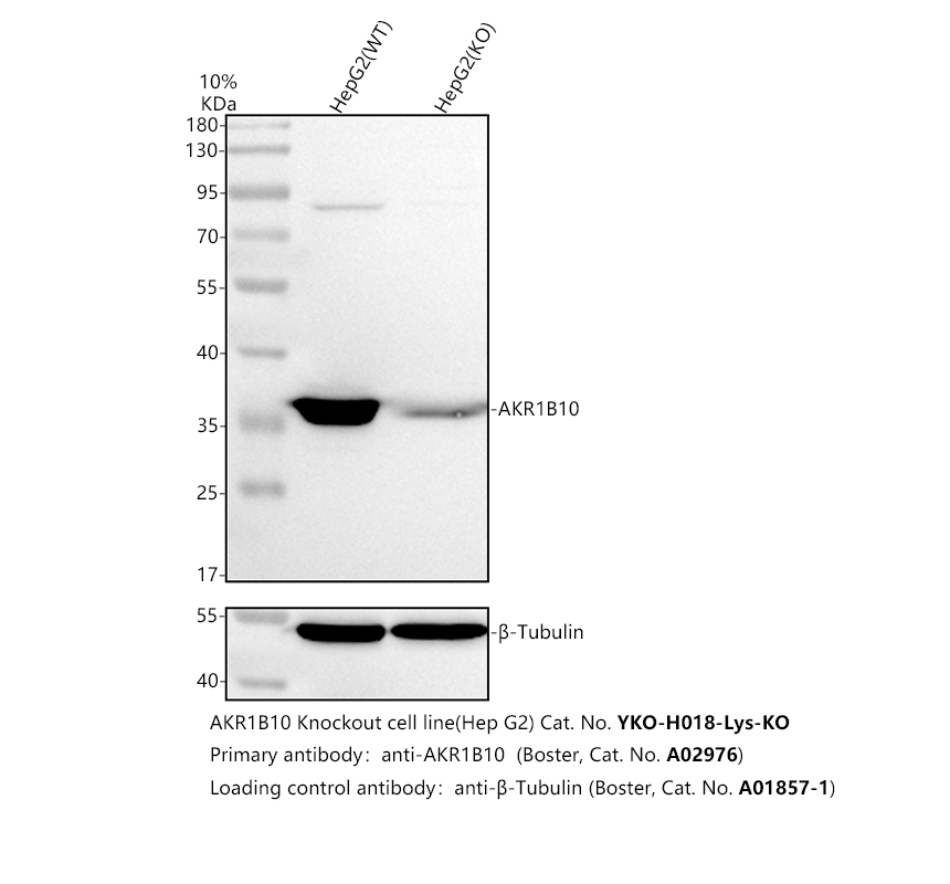 a02976 akr1b10 primary antibodies wb testing 2