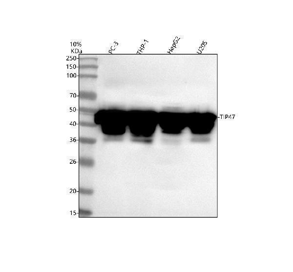  Western blot analysis of TIP47/PLIN3 using anti-TIP47/PLIN3 antibody (A02977-1)