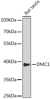 a02978 1 dmc1 primary antiboties wb testing 2