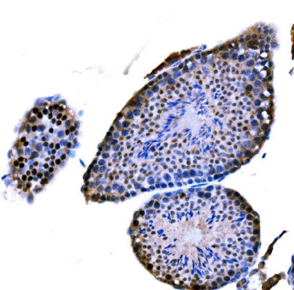 a02978 3 dmc1 primary antibodies ihc testing 2