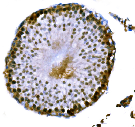 a02978 3 dmc1 primary antibodies ihc testing 3