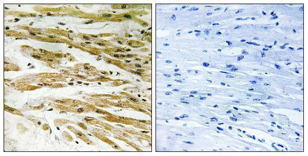 a02978 dmc1 primary antibodies ihc testing 1