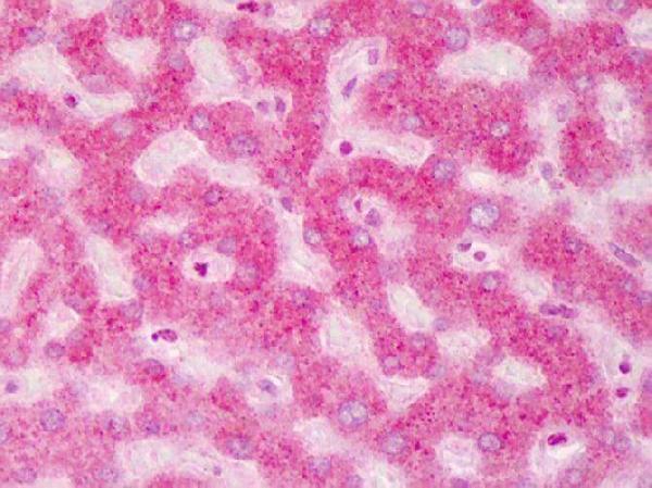 a02979 abcb5 primary antibodies ihc testing 1