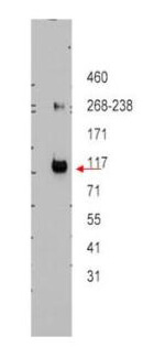 a02979 abcb5 primary antibodies wb testing 2