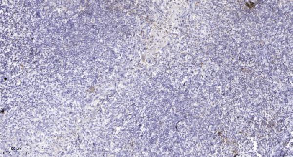 a02981 trrap primary antibodies ihc testing 1