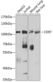 Western blot analysis of extracts of various cell lines, using CD97 antibody  at 1:1000 dilution