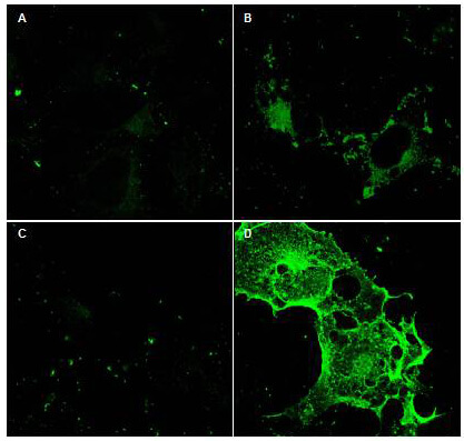 a02982 cd97 primary antibodies if testing 3