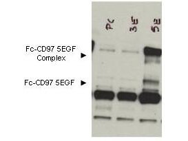 a02982 cd97 primary antibodies wb testing 1