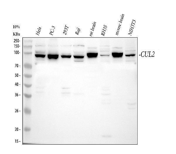 a02986 3 cul2 primary antibodies wb testing 1