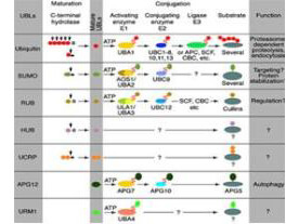 Most modifiers mature by proteolytic processing from inactive precursors (a; amino acid)