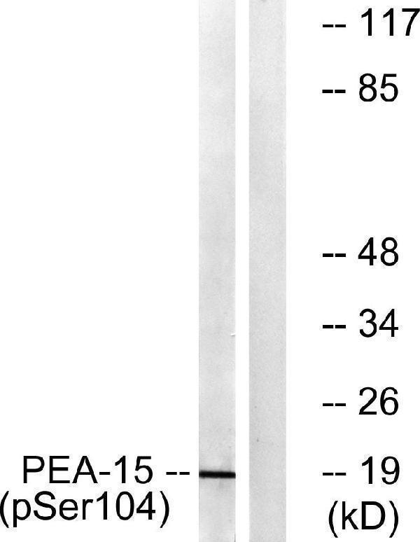 Western blot analysis of lysates from COS7 cells treated with TNF 20ng/ml 5', using PEA-15 (Phospho-Ser104) Antibody