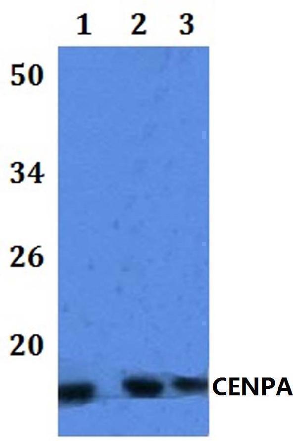Western blot (WB) analysis of CENPA polyclonal antibody at 1:500 dilution  Lane1:HEK293T whole cell lysate
Lane2:Raw264