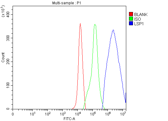  Flow Cytometry analysis of U937 cells using anti-LSP1 antibody (A02992-2)