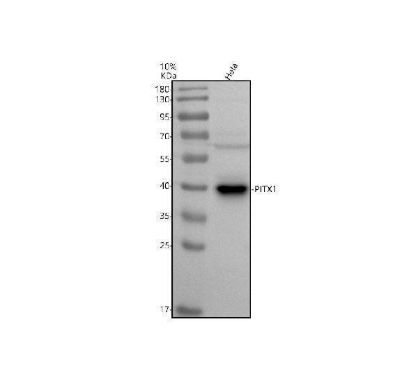 Western blot analysis of PITX1 using anti-PITX1 antibody (A02993-2)