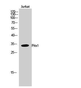 a02993 pitx1 primary antibodyes wb testing 1