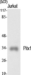 a02993 pitx1 primary antibodyes wb testing 2