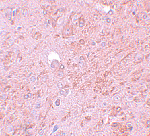Immunohistochemistry of PIAS4 in rat brain tissue with PIAS4 antibody at 5 μg/mL