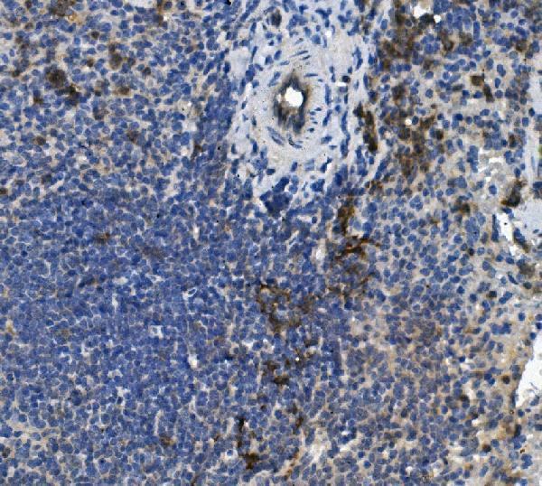 a02995 2 plscr1 primary antibodies ihc testing 2