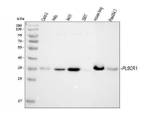 a02995 2 plscr1 primary antibodies wb testing 1_1