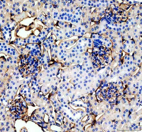 a02997 2 cd105 primary antibodies ihc testing 1