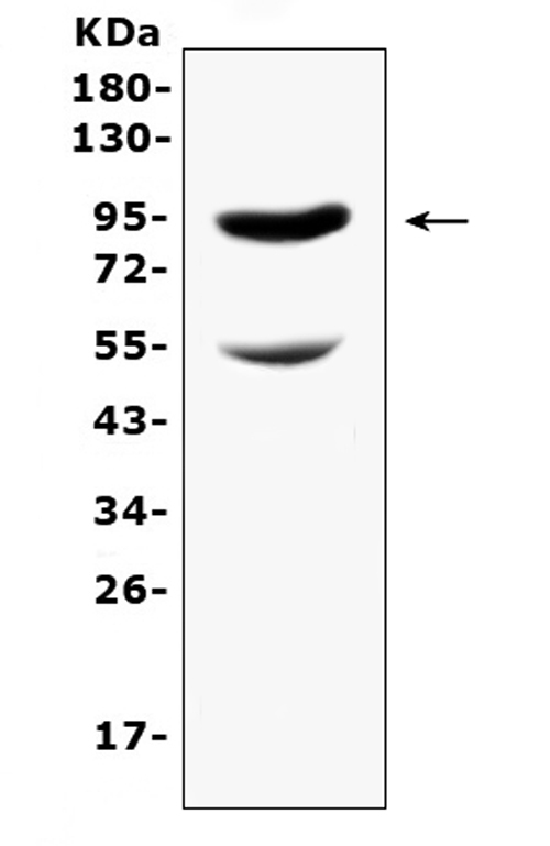 Western blot analysis of CD105 using anti-CD105 antibody (A02997-2). Electrophoresis was performed on a 5-20% SDS-PAGE gel at 70V (Stacking gel) / 90V (Resolving gel) for 2-3 hours. The sample well of each lane was loaded with 50ug of sample under reducing conditions. Lane 1: mouse lung tissue lysates. After Electrophoresis, proteins were transferred to a Nitrocellulose membrane at 150mA for 50-90 minutes. Blocked the membrane with 5% Non-fat Milk/ TBS for 1.5 hour at RT. The membrane was incubated with rabbit anti-CD105 antigen affinity purified polyclonal antibody (Catalog # A02997-2) at 0.5 ug/mL overnight at 4 then washed with TBS-0.1%Tween 3 times with 5 minutes each and probed with a goat anti-rabbit IgG-HRP secondary antibody at a dilution of 1:10000 for 1.5 hour at RT. The signal is developed using an Enhanced Chemiluminescent detection (ECL) kit (Catalog # EK1002) with Tanon 5200 system. A specific band was detected for CD105 at approximately 95-105KD. The expected band size for CD105 is at 71KD.