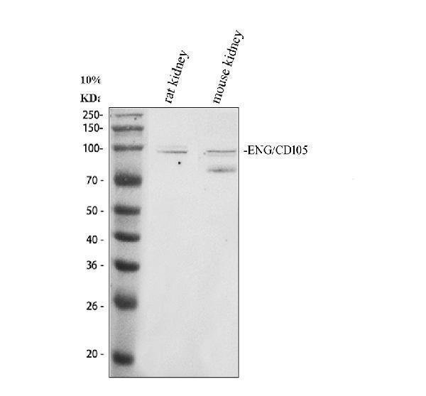 a02997 2 cd105 primary antibodies wb testing 1_1
