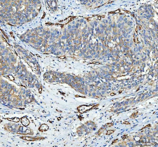 a02997 3 eng primary antibodies ihc testing 2_1