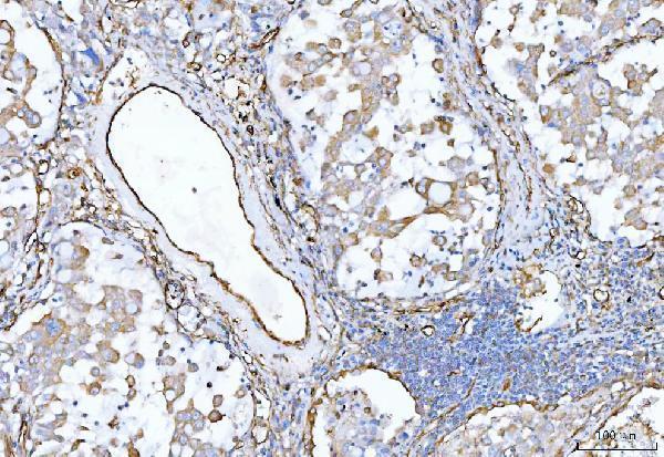 a02997 3 eng primary antibodies ihc testing 3_1