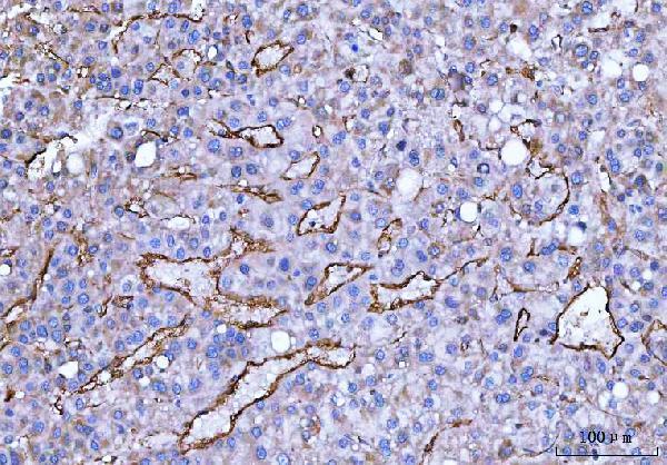 a02997 3 eng primary antibodies ihc testing 4_1