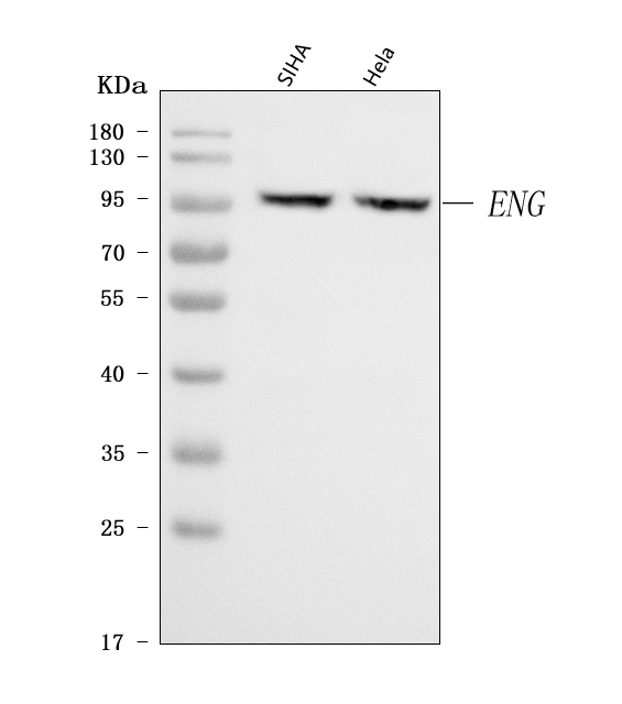 Western blot analysis of CD105/ENG using anti-CD105/ENG antibody (A02997-3)