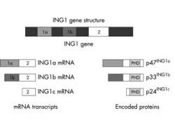 a02999 ing1 primary antibodies diagram testing 2