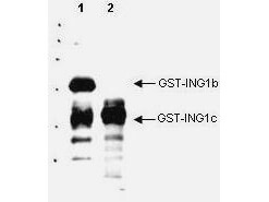 a02999 ing1 primary antibodies wb testing 1