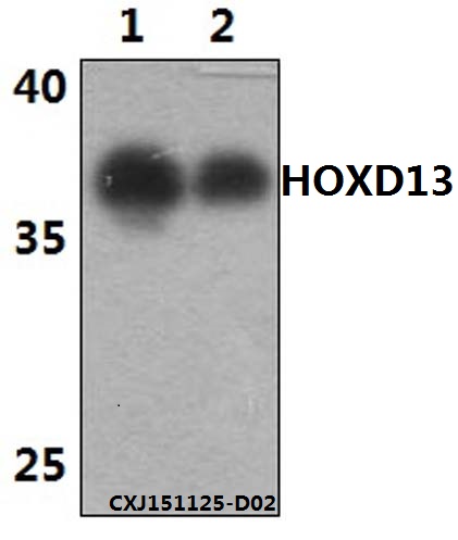 a03000 hoxd13 primary antiboties wb testing 1