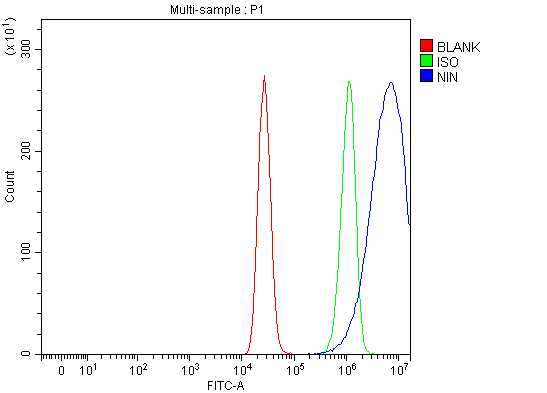  Flow Cytometry analysis of MCF-7 cells using anti-Ninein/NIN antibody (A03001-1)