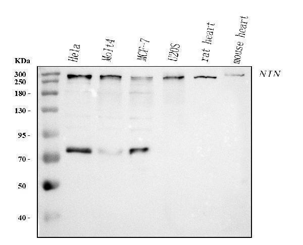  Western blot analysis of Ninein/NIN using anti-Ninein/NIN antibody (A03001-1)