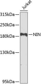 a03001 nin primary antiboties wb testing 1