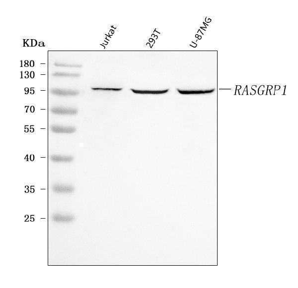a03004 1 rasgrp1 primary antibodies wb testing 1