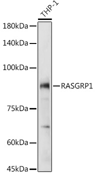 a03004 rasgrp1 primary antiboties wb testing 1
